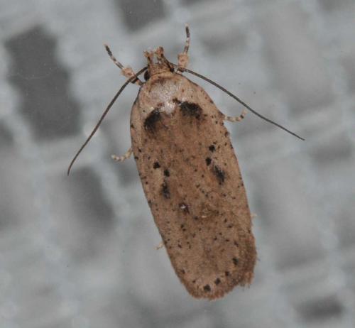 Agonopterix yeatiana